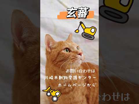 【譲渡されました！】玄蕃01 #shorts #cat #川崎市 #猫 #保護猫 #動物保護施設