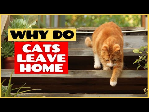 Why Do Cats Run Away From Home?