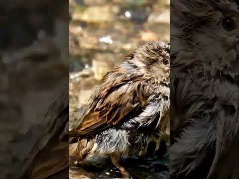 How birds clean themselves #birdbathing #wildlifephotography #intelligentbirds