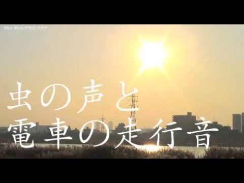 虫の鳴き声asmr【囁きあり】