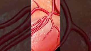 Anatomy of Human heart #youtubeshorts #naturalbeauty #humanhealth #viralshorts