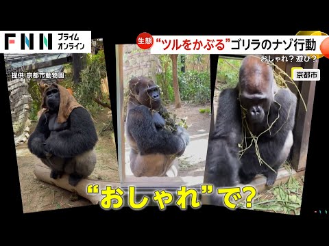 お洒落ゴリラが人気に！ツルを頭に被るナゾ行動が子ゴリラにも　京都市動物園