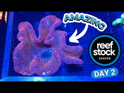 10,000 Corals in ONE ROOM! - ReefStock Denver 2023 Part 2