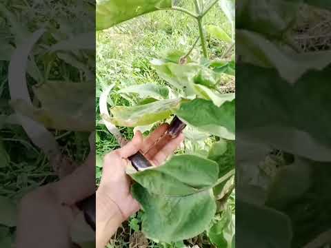 Harvest Ng gulay #shortvideos #shortvideos #short s