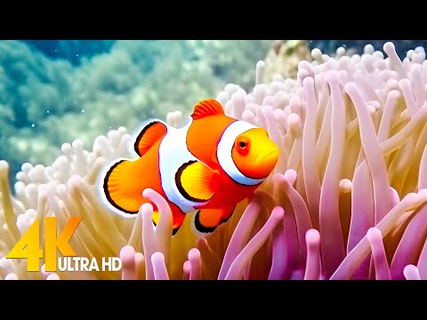 Aquarium 4K VIDEO (ULTRA HD) - Beautiful Coral Reef Fish - Sleep Relaxing Meditation Music