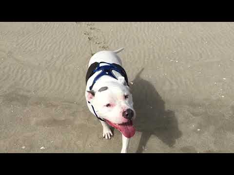 Happy Dog at the Beach 🐶