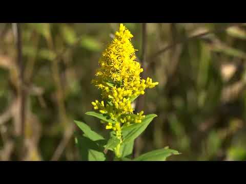 Milwaukee PBS Presents | Inspirational Moments | Fall Color at Pike Lake