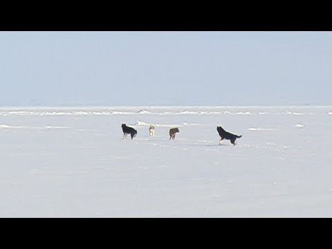 Waiting for the dogs that have let go of the sled - Nanoq 2007 expedition