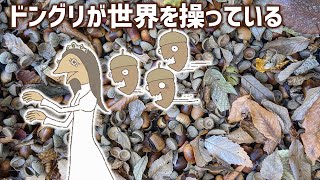 🌰どんぐりとあねちょろ【植物の不思議】