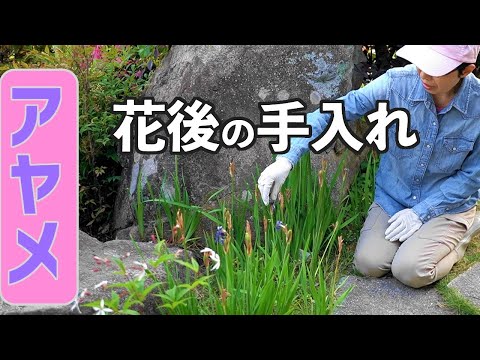 アヤメの花後の手入れ 花茎切り