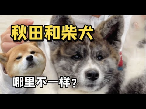 日本秋田犬vs柴犬，誰更可愛？