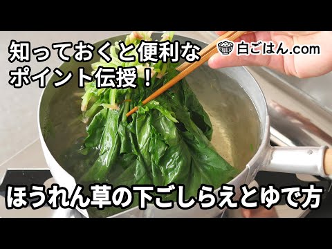 ほうれん草の下ごしらえとゆで方／知っておくと便利なポイント伝授！