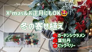 ガーデンシクラメン&葉牡丹で【寄せ植え】12月はSeria小物で飾り付けも楽しい🤭