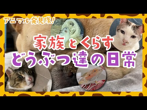 激カワイイ動物達の癒しオモシロ映像🐾今週はトカゲ・猫・犬・ハムスターが登場！✨アニマル発見隊