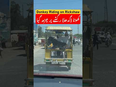 Donkey riding on rickshaw | Funny Video | #umaisavlogs #usmantahirjappa