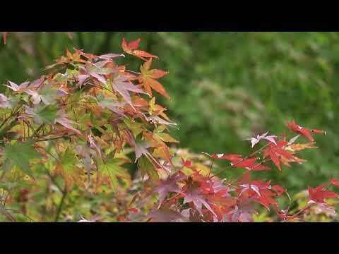 ワイエムエス　フレンドリー　呑山観音寺の紅葉（篠栗町）　2024/10/28