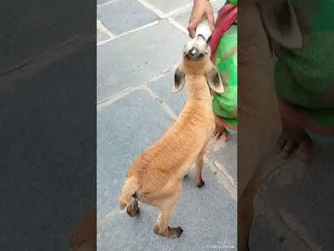 #cutepets #mypet #villagelife #goat #viralvideo #pets@manishankarkitchenandvlog8918