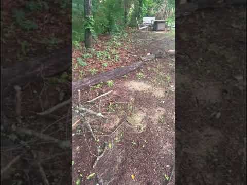 A PIN OAK TREE FELL IN MY BACK YARD