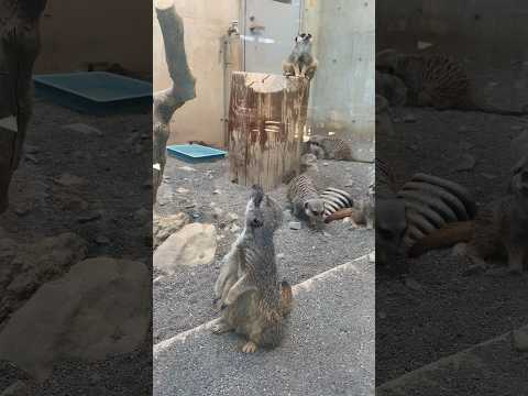 冬の円山動物園②#仲良し夫婦#北海道札幌市#円山動物園#アニマル動画#ZOO#shorts