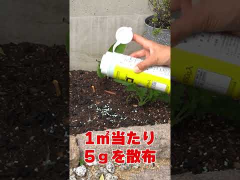 【家庭菜園・ガーデニング】簡単ナメクジ対策 撒くだけ簡単ナメクジ駆除 ナメクジ用誘引毒餌剤スラゴ #ガーデニング  #ナメクジ  #害虫駆除 #shorts