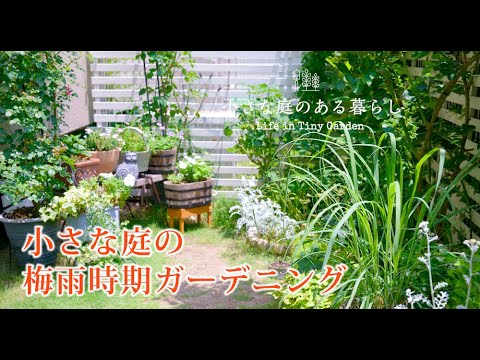 ガーデニング Vlog｜小さな庭の梅雨時期ガーデニング｜紫陽花 薔薇の黒星病〜小さな庭のある暮らし 127〜Gardening ｜ Life in a tiny garden