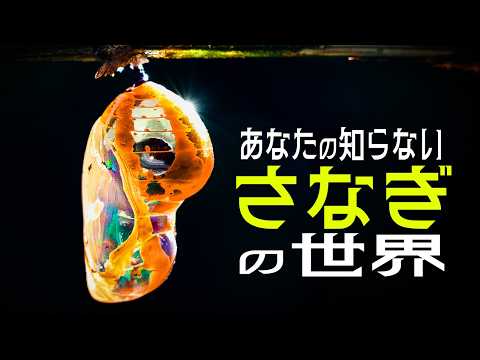 【ゆっくり解説】蛹の謎 | それは完全変態の証【 昆虫 / 進化論 】