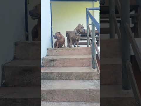 mother and son #americanbully #cutedog #cutepuppy