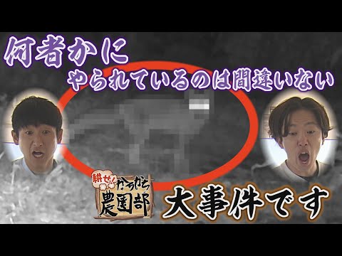 【農園部36】農園部史上初の大事件勃発！！収穫間近のトウモロコシに被害…獣なのか！？果たしてカメラが捉えたモノとは！？