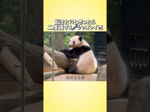 【起きた⁈と思ったら二度寝する💤シャオレイ🐼🐼】〜上野動物園〜