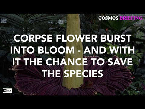 Cosmos Briefing: Corpse flower bloom