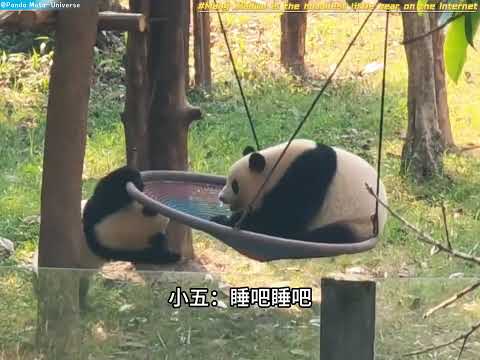 莽小五就是全网最卑微的小熊 Mang Xiaowu is the humblest little bear on the Internet #panda #cute #funny#giantpanda