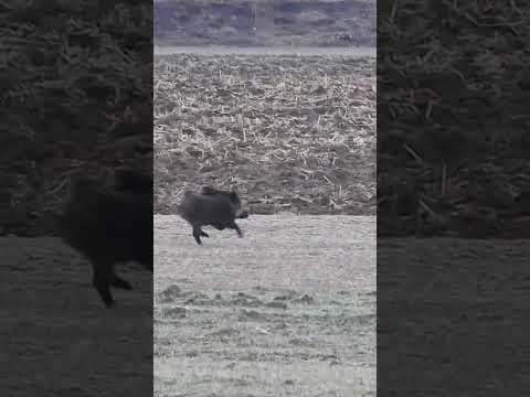 Yoldan Atlayan Domuz #hunting #wildboar