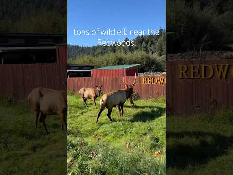 WILD ELK! #california #travelvlog #manifesting #roadtrip #naturelovers #wildlife #animalshorts