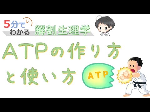 ATPの作り方と使い方【5分でわかる解剖生理学】