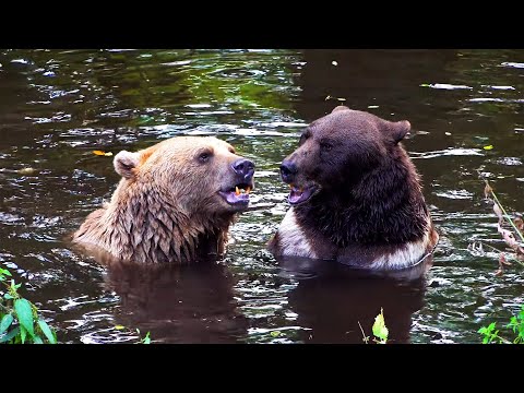 TWO BEARS CUDDLING AND PLAYING