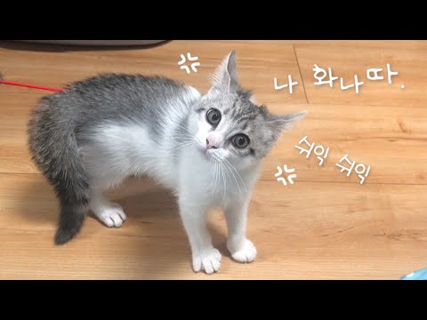 오래 기다리셨나요..? 나름 긴 동영상으로 왔어요💛 화내는 뽀시래기ㅠㅣ뽀또복도ㅣcat