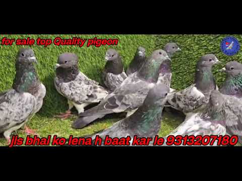 for sale top Quality pigeon jis bhai ko Lena h baat kar le 9313207180 urban pigeon