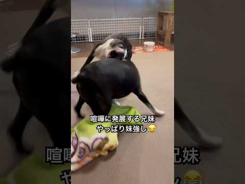 太い方が妹ですw #bostonterrier #ボストンテリア #dog #dogshorts #doglife #犬