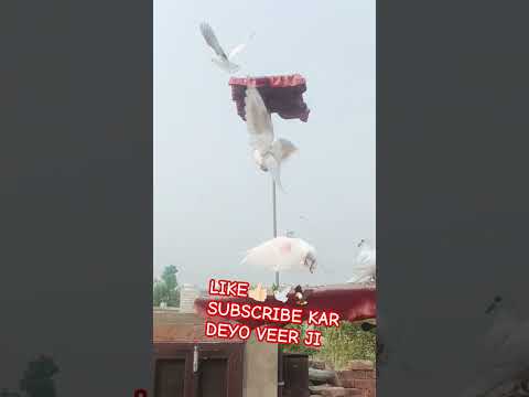 #pigeon #kabutarstatus #shortsvideo #viralvideo #youtuber #likeandsubscribe #pigeonloves #kabootar