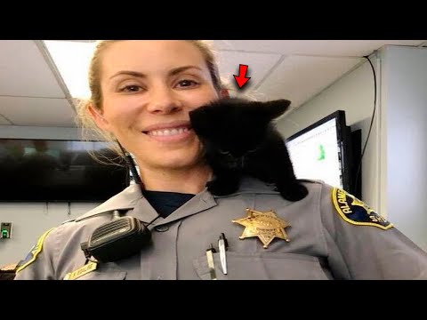 Kitten Wanders into Sheriff's Office, Decides to Stay and Wouldn't Take No for an Answer