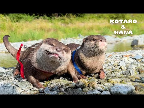 Otters UNLEASHED: River Swimming Extravaganza!