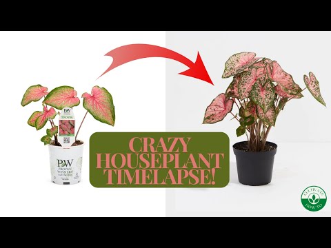 House Plant Timelapse - Pink Caladium - 7 Days