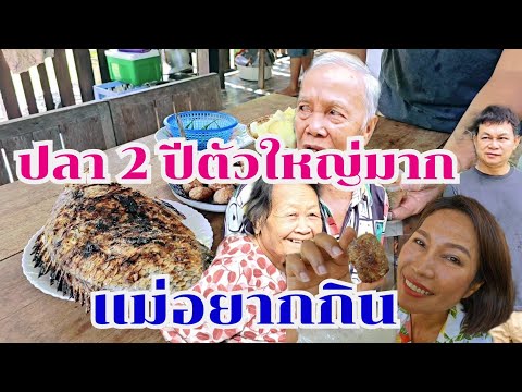 ปลา2ปีใหญ่มาก แม่ทองนาคอยากกิน #บ้านสวนกำภูEp1129