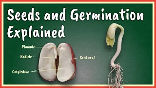 Seeds and Germination Explained