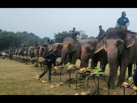 सौराहामा हात्तीलाई वनभोज || sauraha elephant