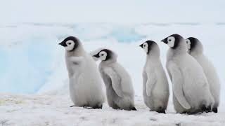 Emperor Penguins with chicks in Antarctica. 可愛いコウテイペンギンと赤ちゃんペンギン