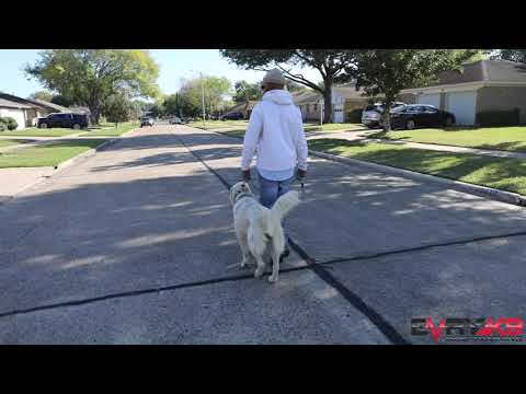 Working with Brock the Board And train Golden Retriever.