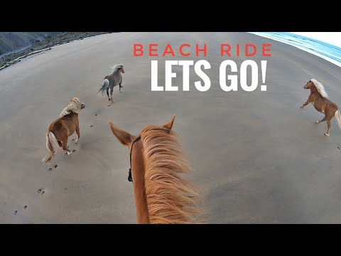 Beach Ride with only GINGER Horses and matchy Dog!