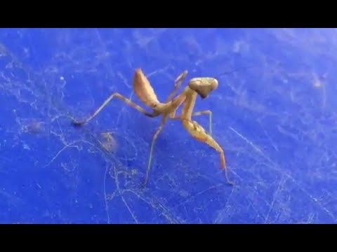 Tiny Praying Mantis