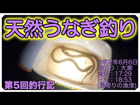 令和2年6月6日 うなぎ釣り第5回目（天然うなぎ）ドバミミズ使用